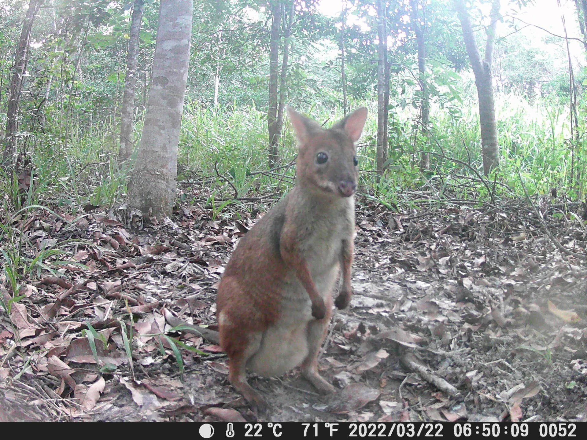 Baby Kangaroo caught on a trail cam. 
