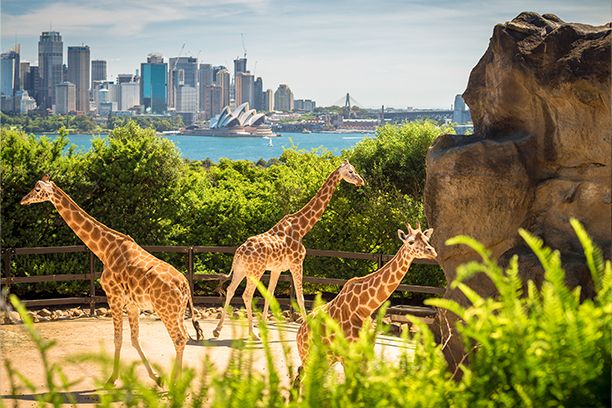 Sydney zoo