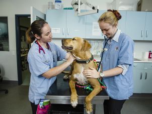 Vet students in the  Vet clinic with a patient 