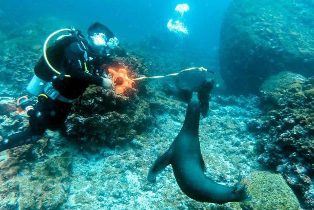 Divers with sealions